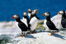 Puffins.jpg